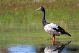 Magpie Goose